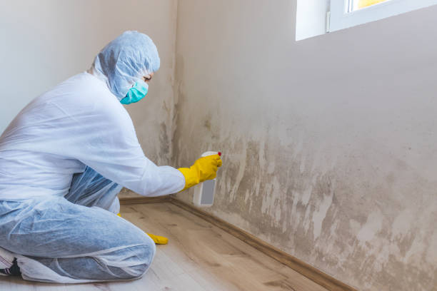 Licensed Mold Remediation service in Martinsville, VA - 24 Hour Mold Removal